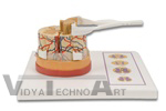 Anatomy of the Spinal Cord Model with Nerve Endings